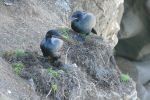 PICTURES/La Jolla Cove - Cormorants & Pelicans/t_BC10.JPG